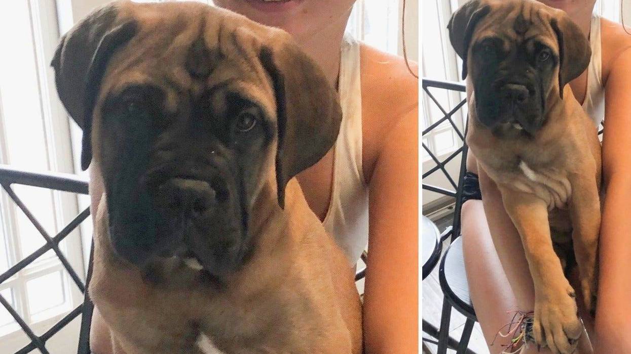 puppy stolen Monroe County