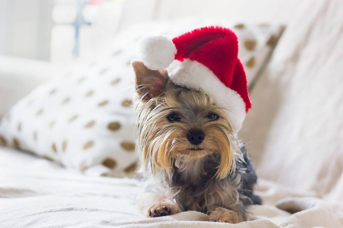 Puppy wearing Santa hat