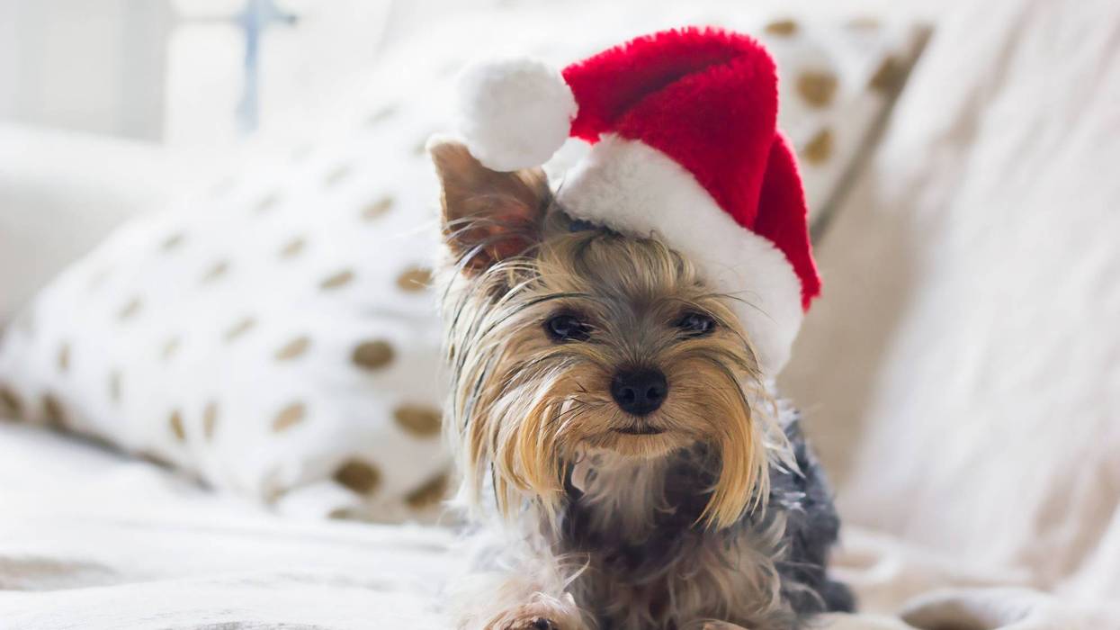 Puppy wearing Santa hat