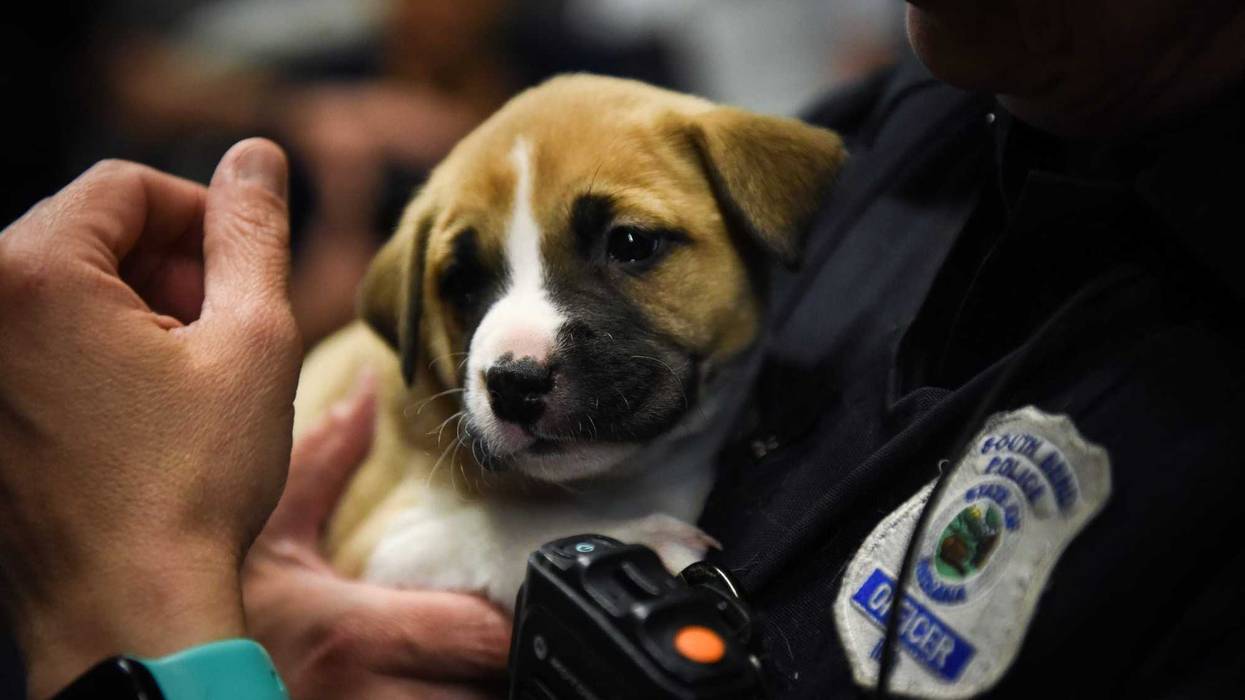 puppy