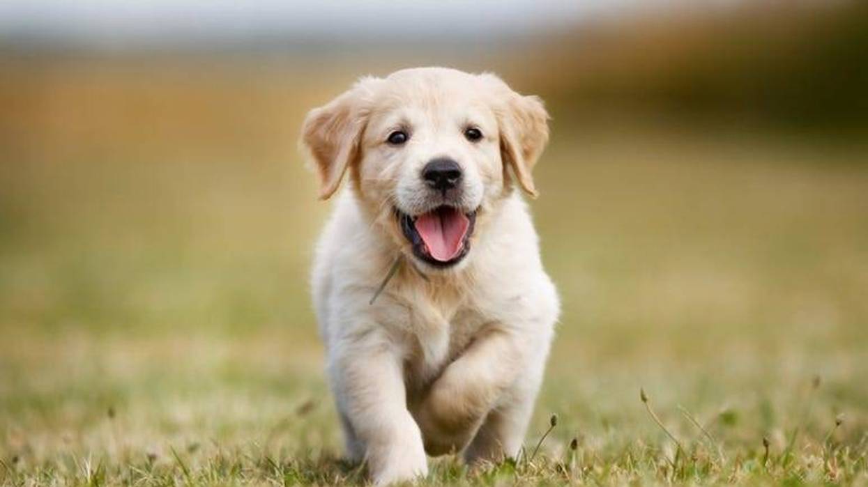 Puppy