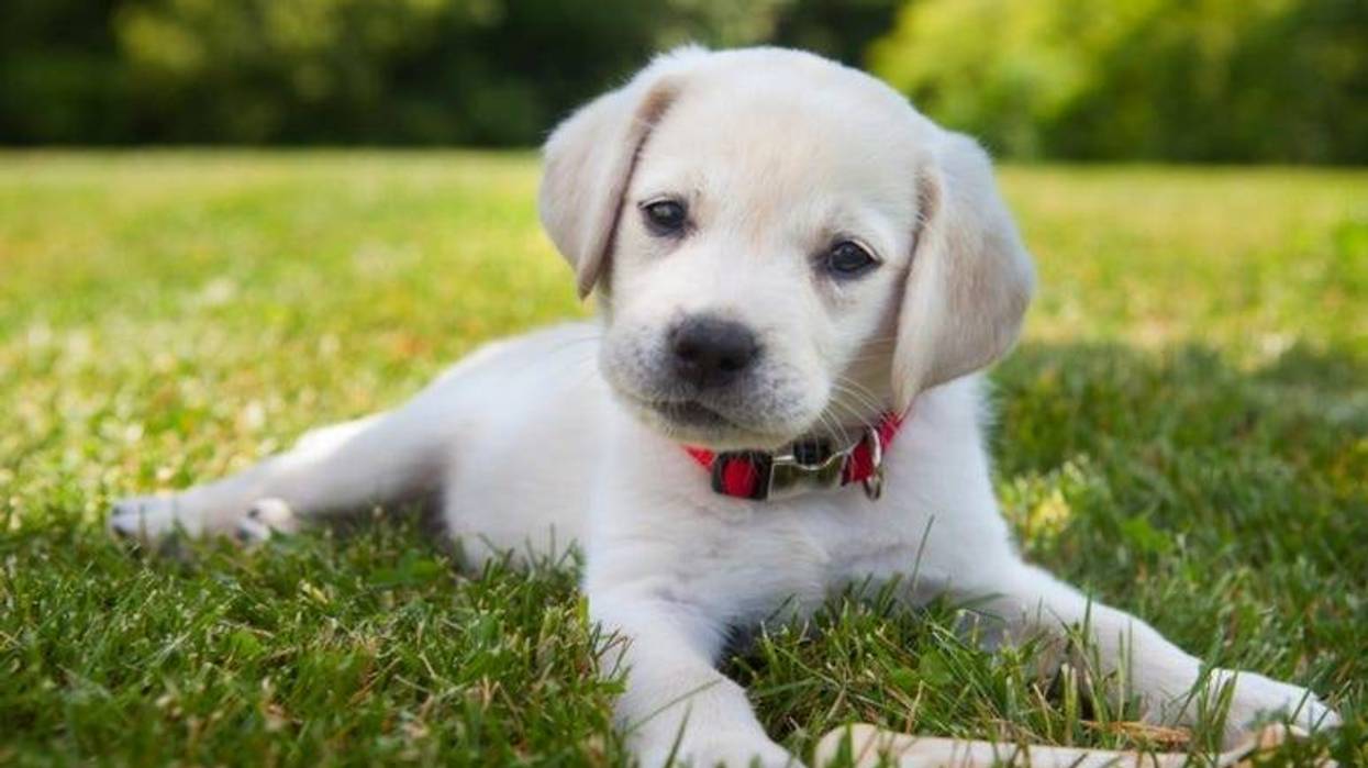 Puppy