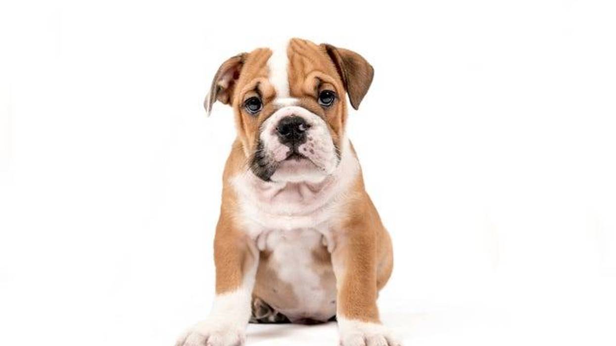 Puppy