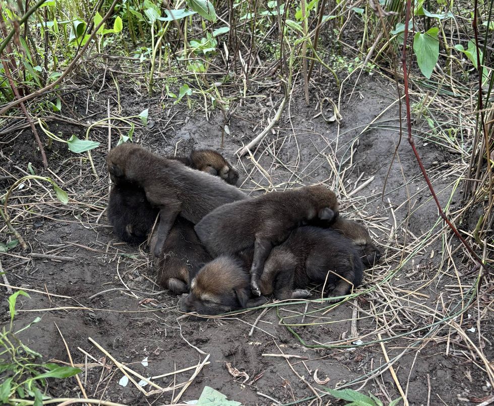 Pups in the wild den on 4/20/26 at the Alligator River National Wildlife Refuge in North Carolina.