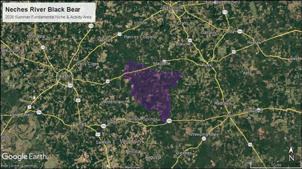 Purple area shows where the black bear has been seen