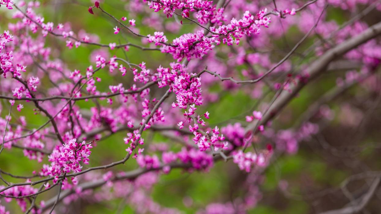 Purple flowers on a tree.