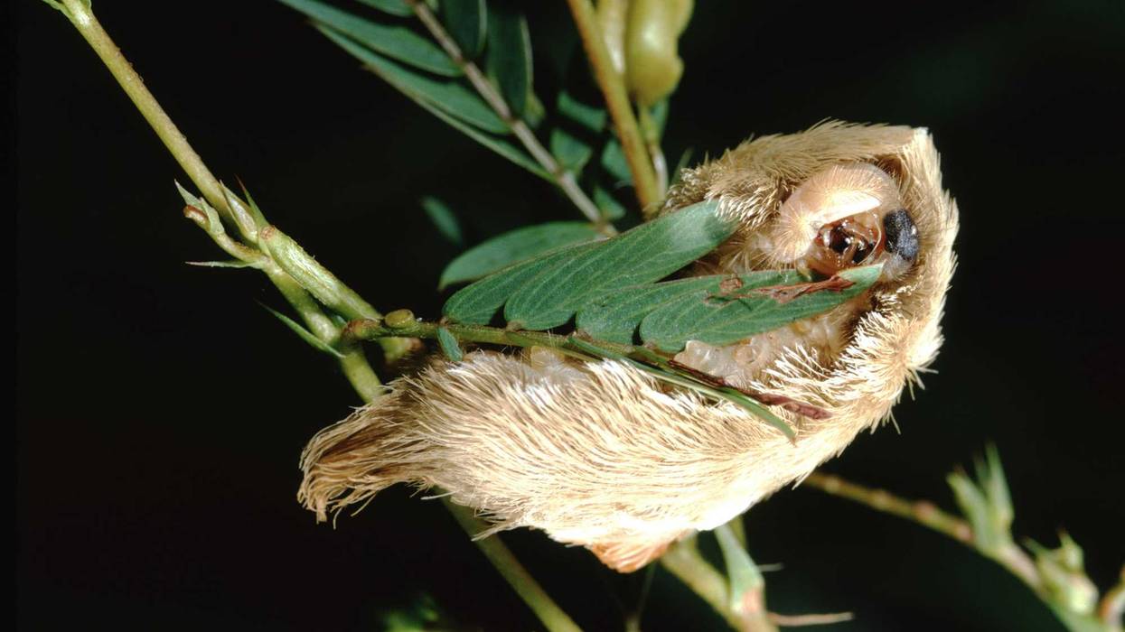 Puss caterpillar, photographed by acclaimed wildlife photographer and writer, Dr. William J. Weber.