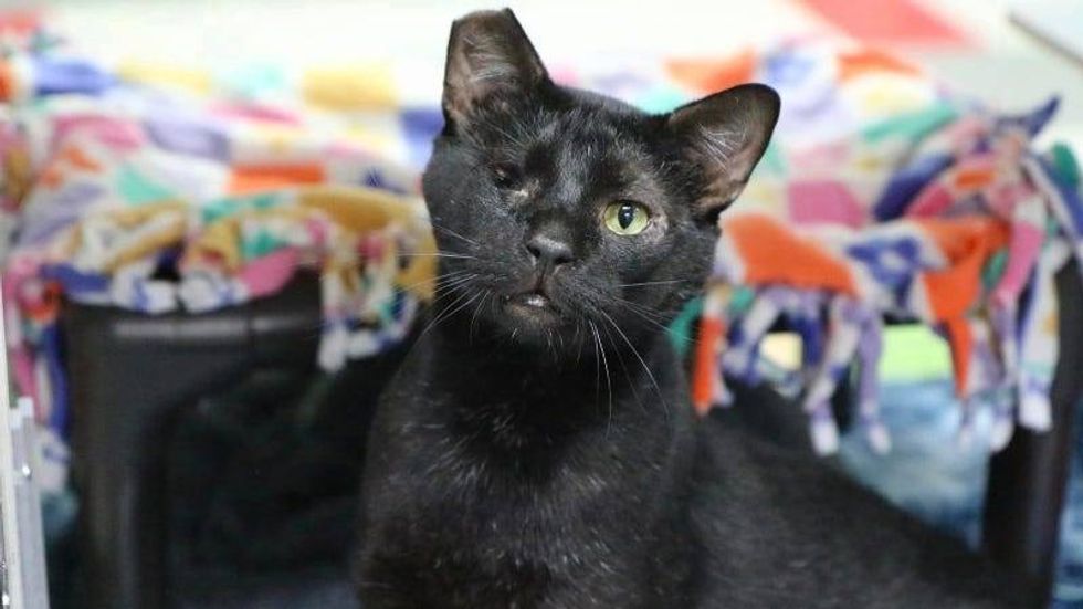 Puzzle @ Austin Humane Society 3/6/24