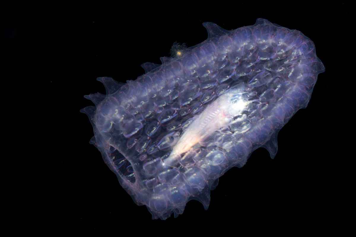 Pyrosome with a fish inside.