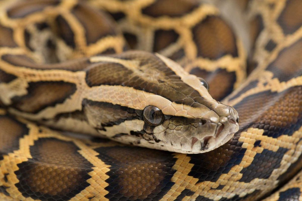 Python stock photo.