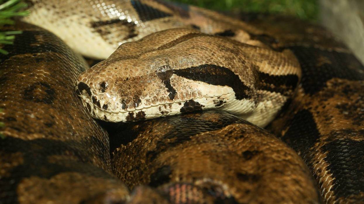 Python