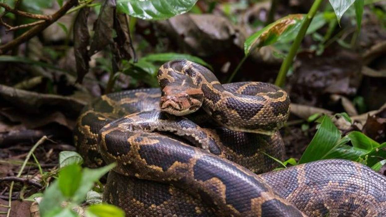 Python