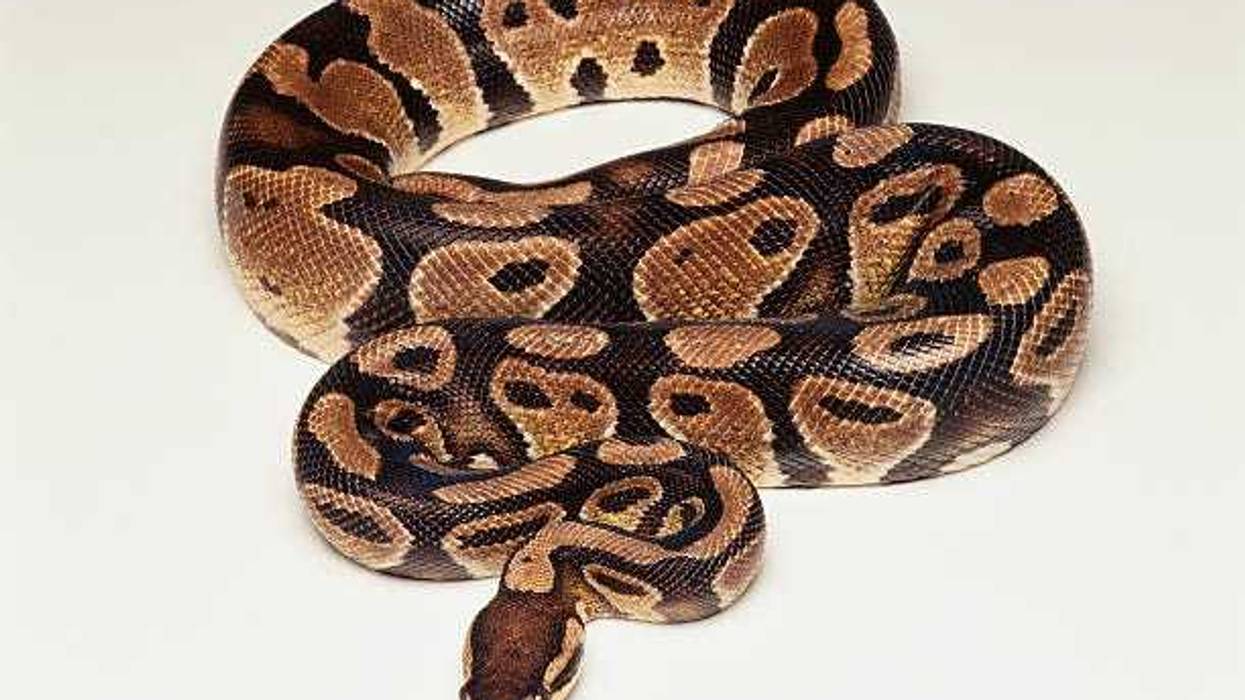 Pythons found in New London trash can