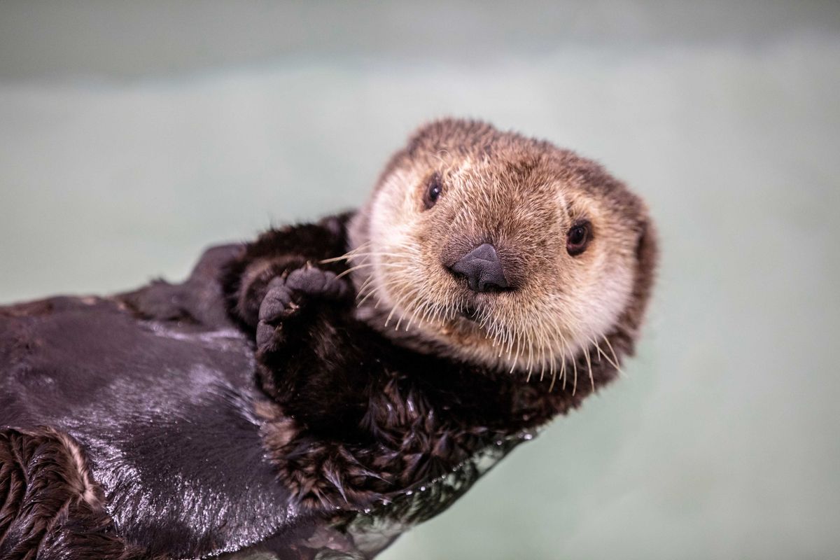 Qilak Shedd Aquarium