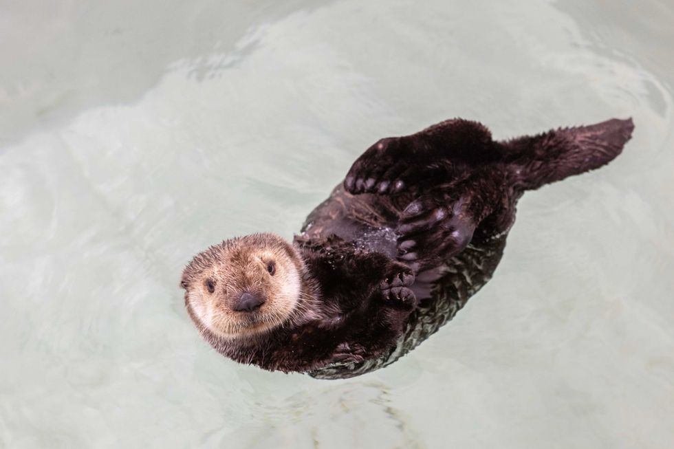 Qilak Shedd Aquarium