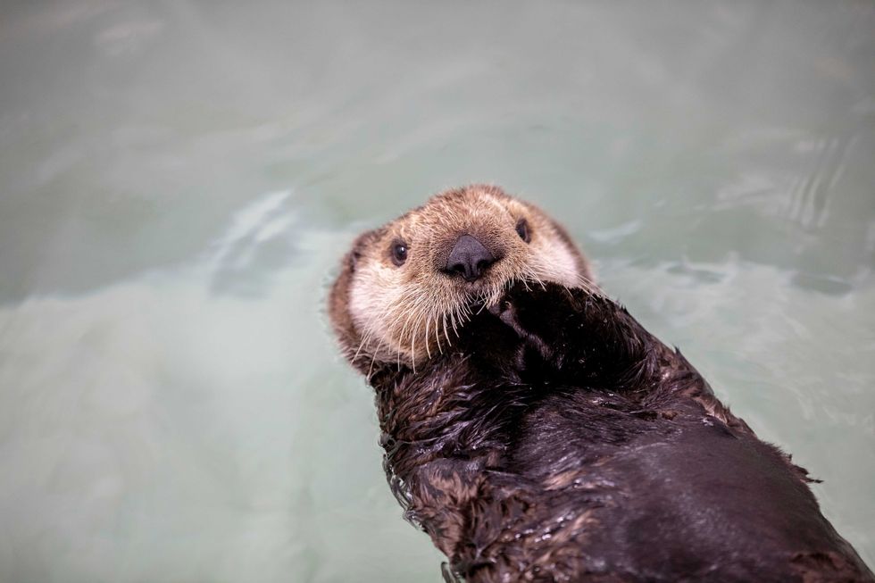 Qilak Shedd Aquarium