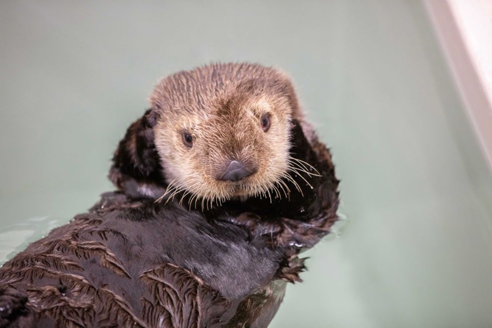 Qilak Shedd Aquarium