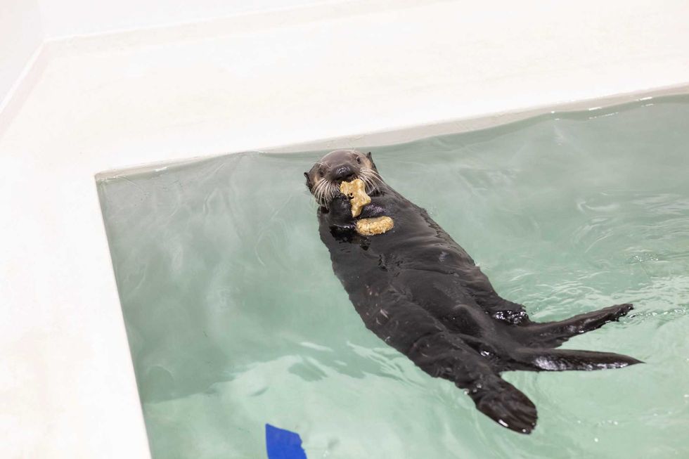 Qilak Shedd Aquarium