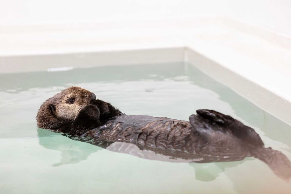 Qilak Shedd Aquarium