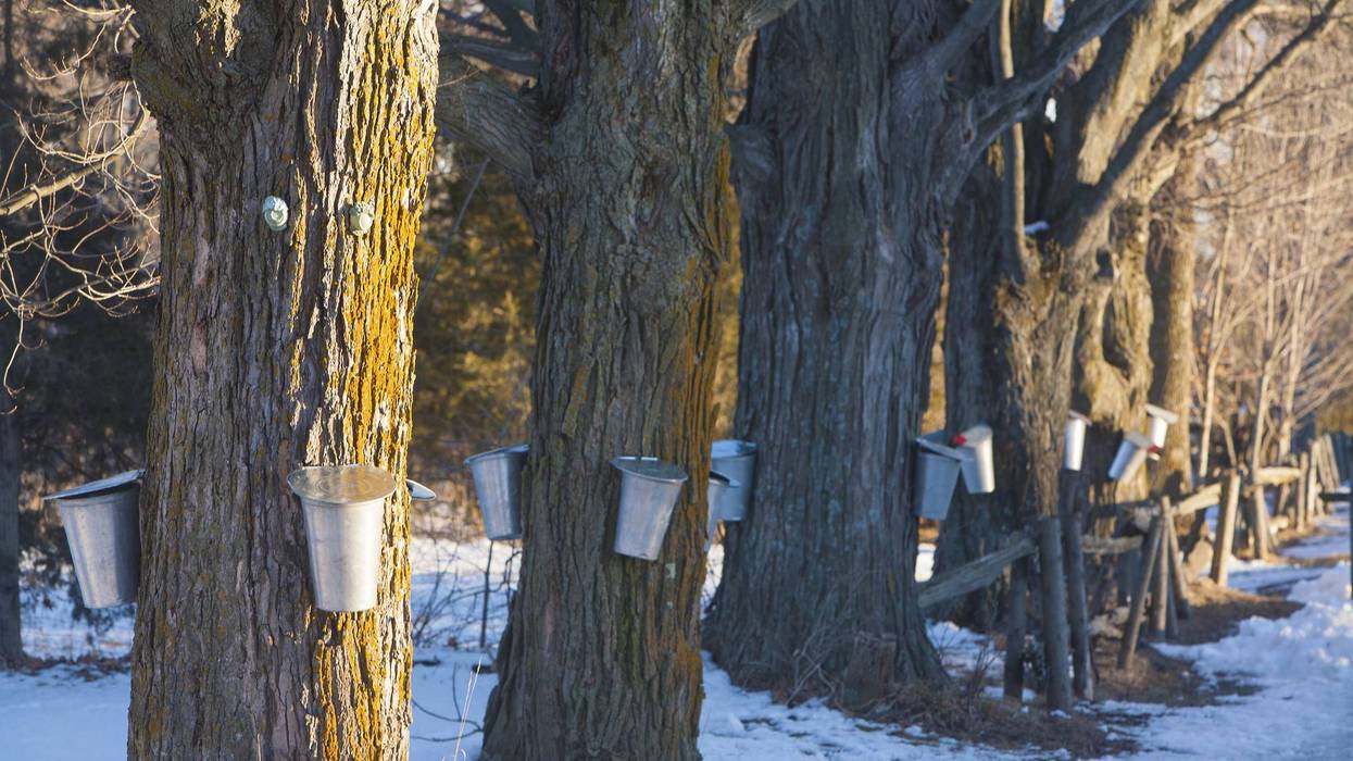 Quebec’s maple syrup producers say their strategic reserve has been reduced to zero as strong demand continues to outpace supply.