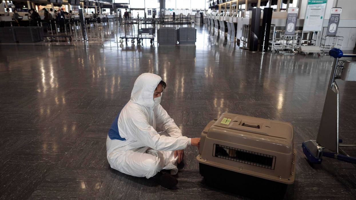 Rabies Imported Dogs