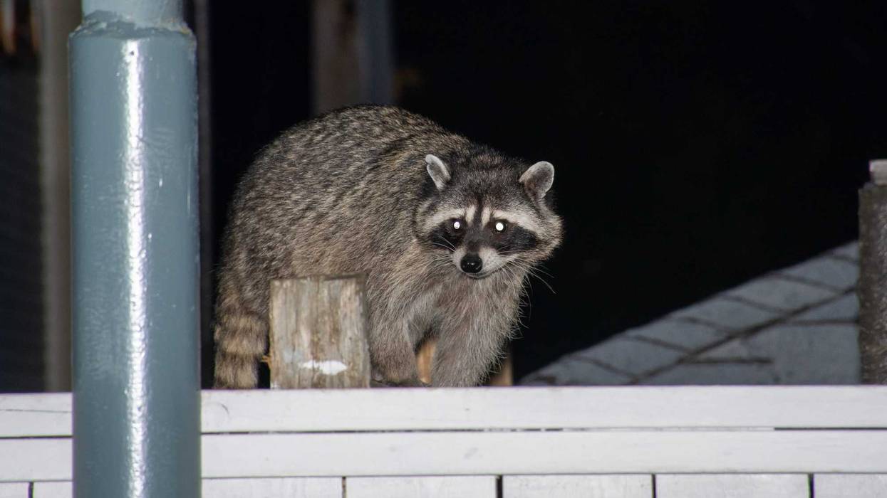 Rabies is a viral disease that can spread to humans or pets through bites, scratches and saliva contact with open wounds from an infected animal