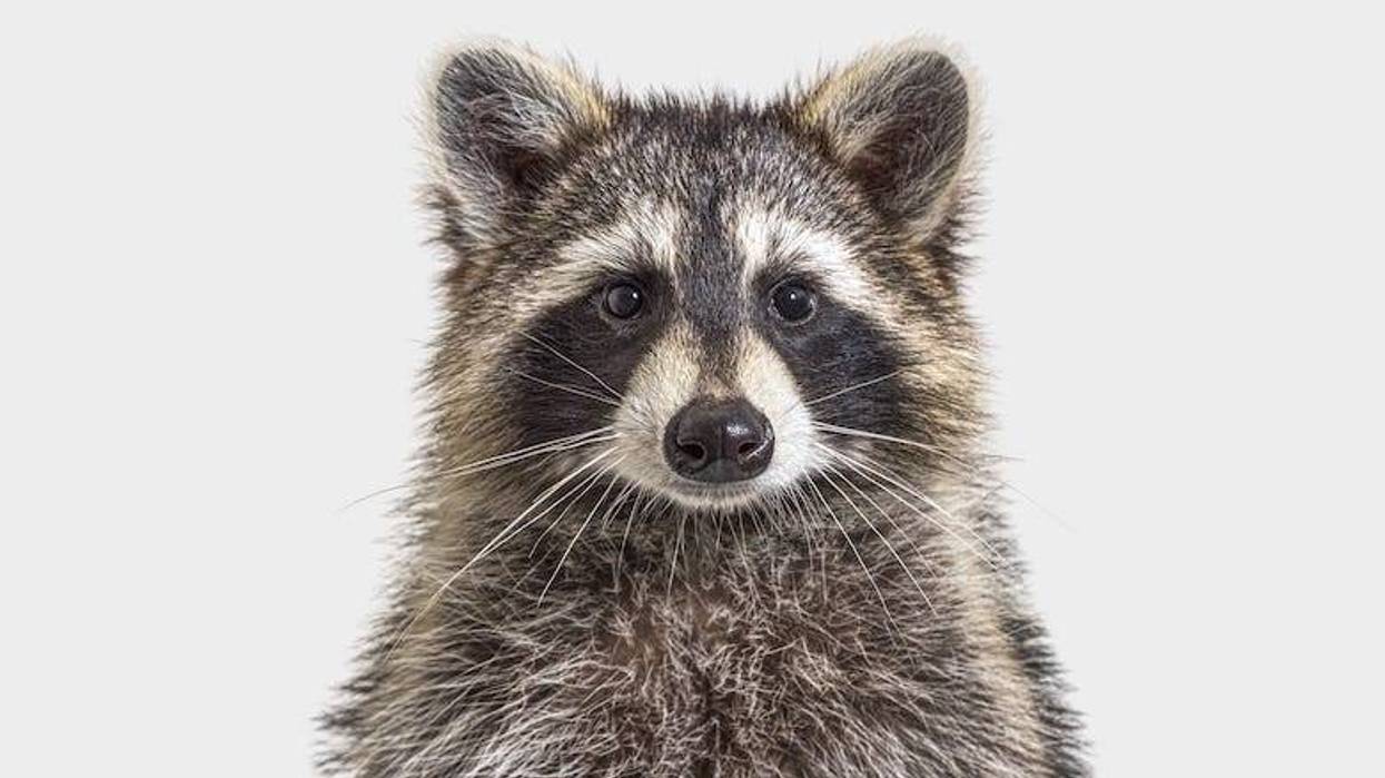 Raccoon staring at the camera