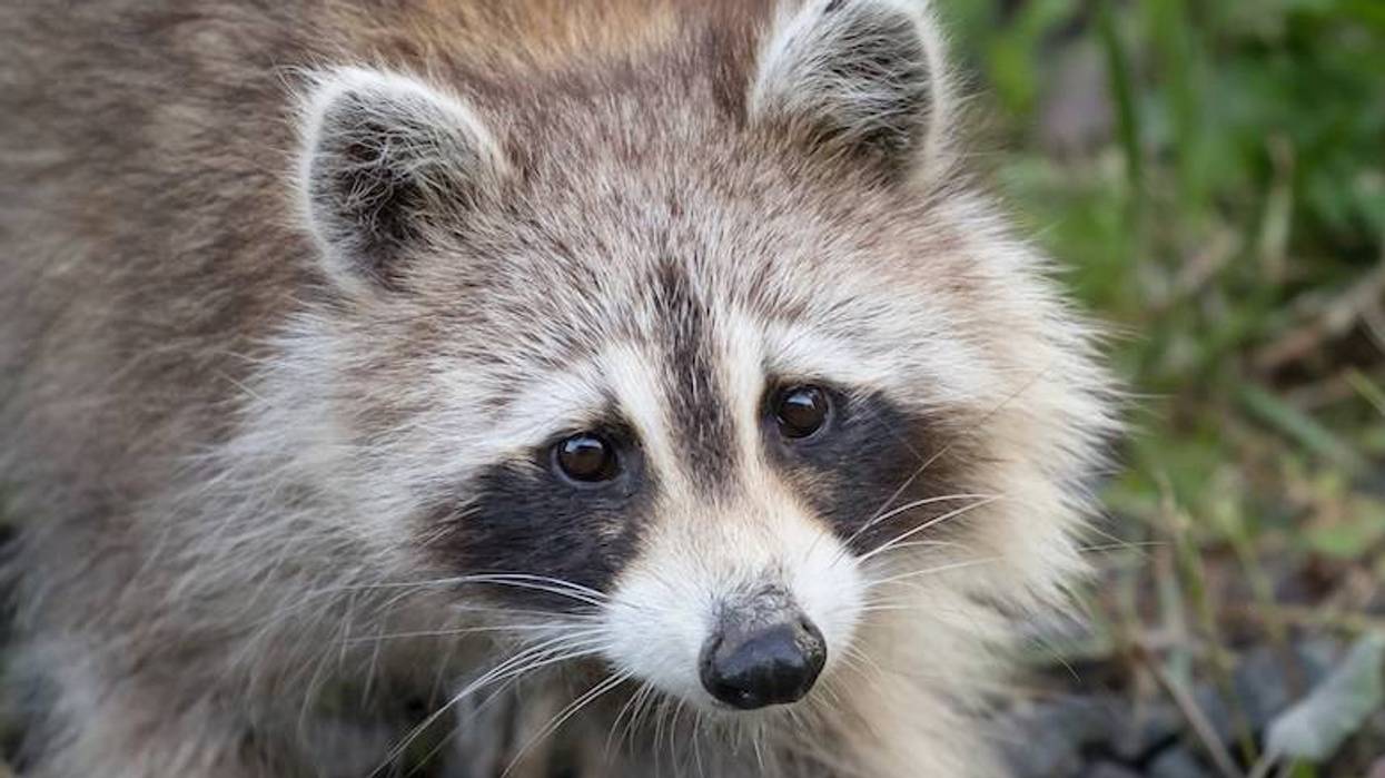 Dallas Animal Services rescue raccoon with a mayonnaise jar stuck on its head