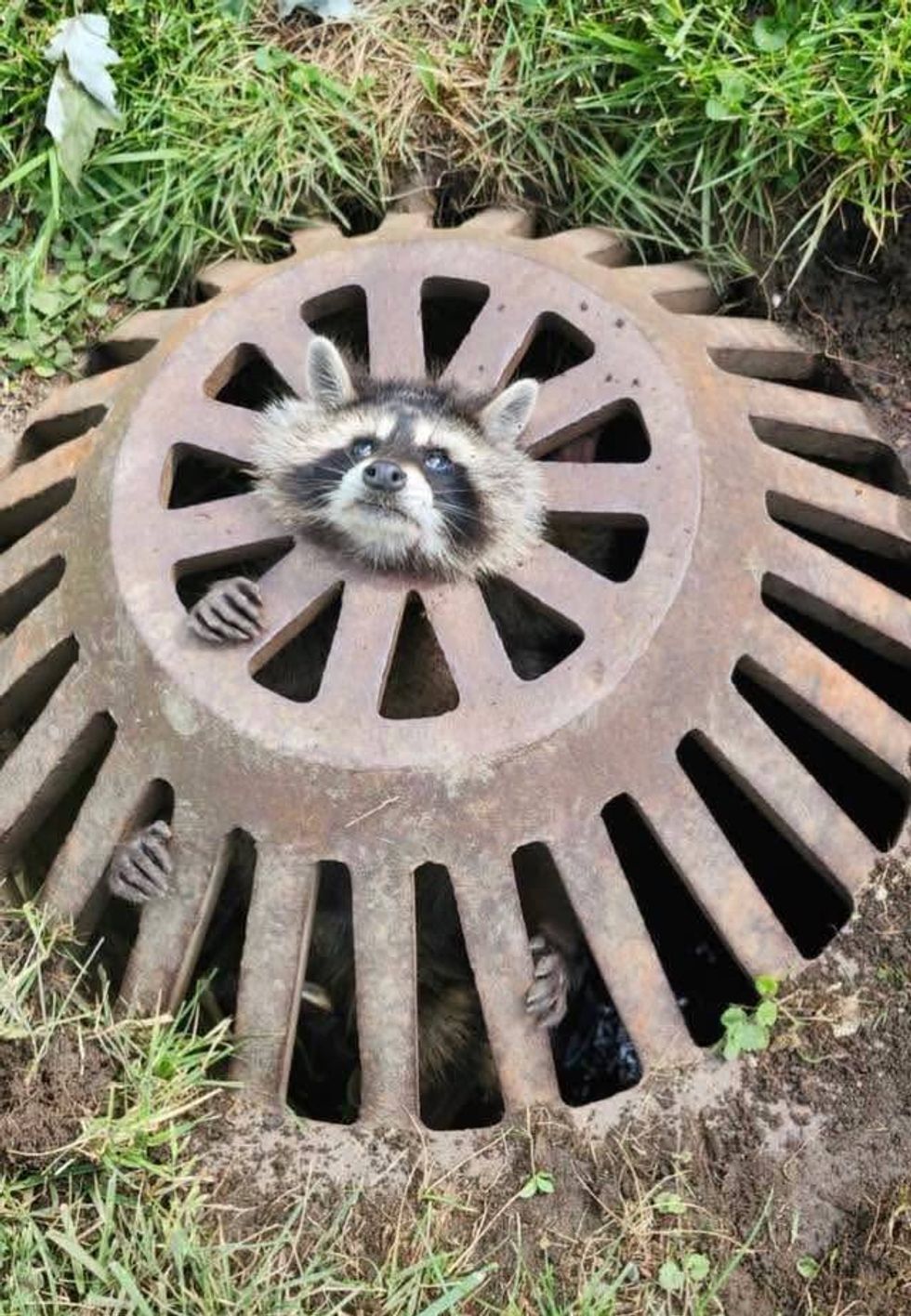 raccoon stuck in drain