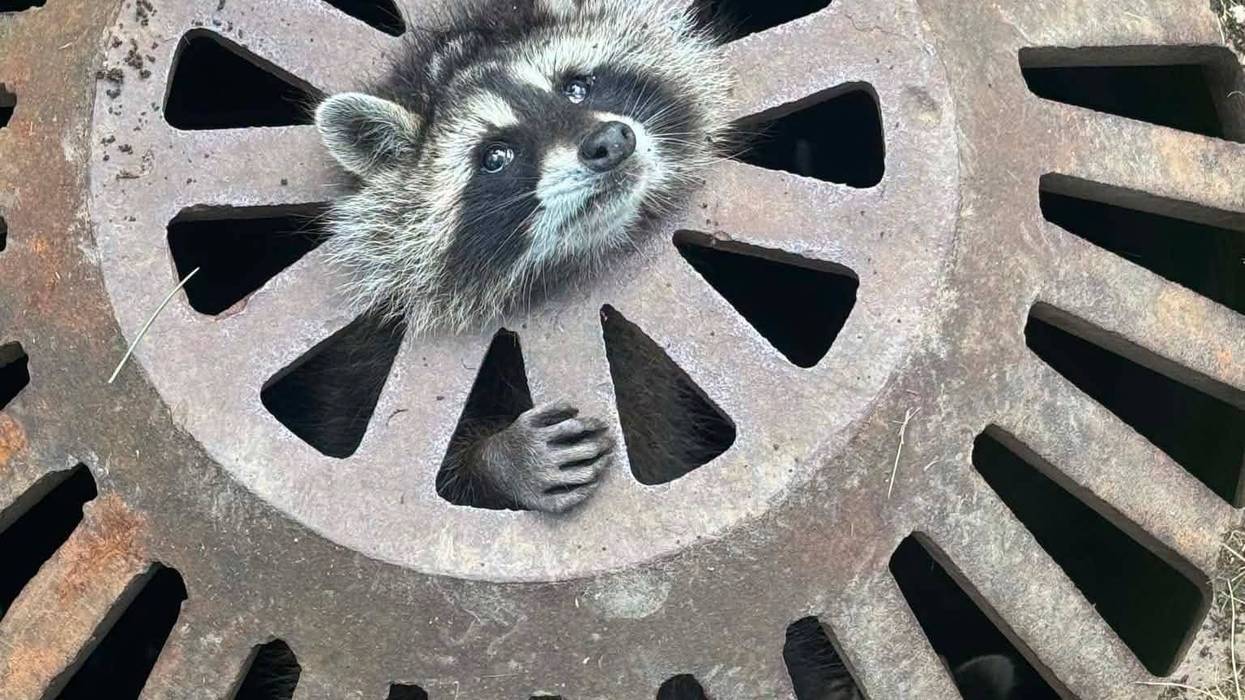raccoon stuck in drain