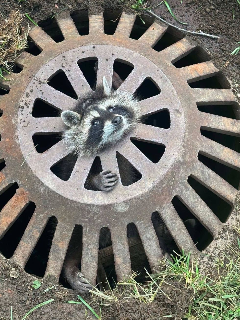 raccoon stuck in drain