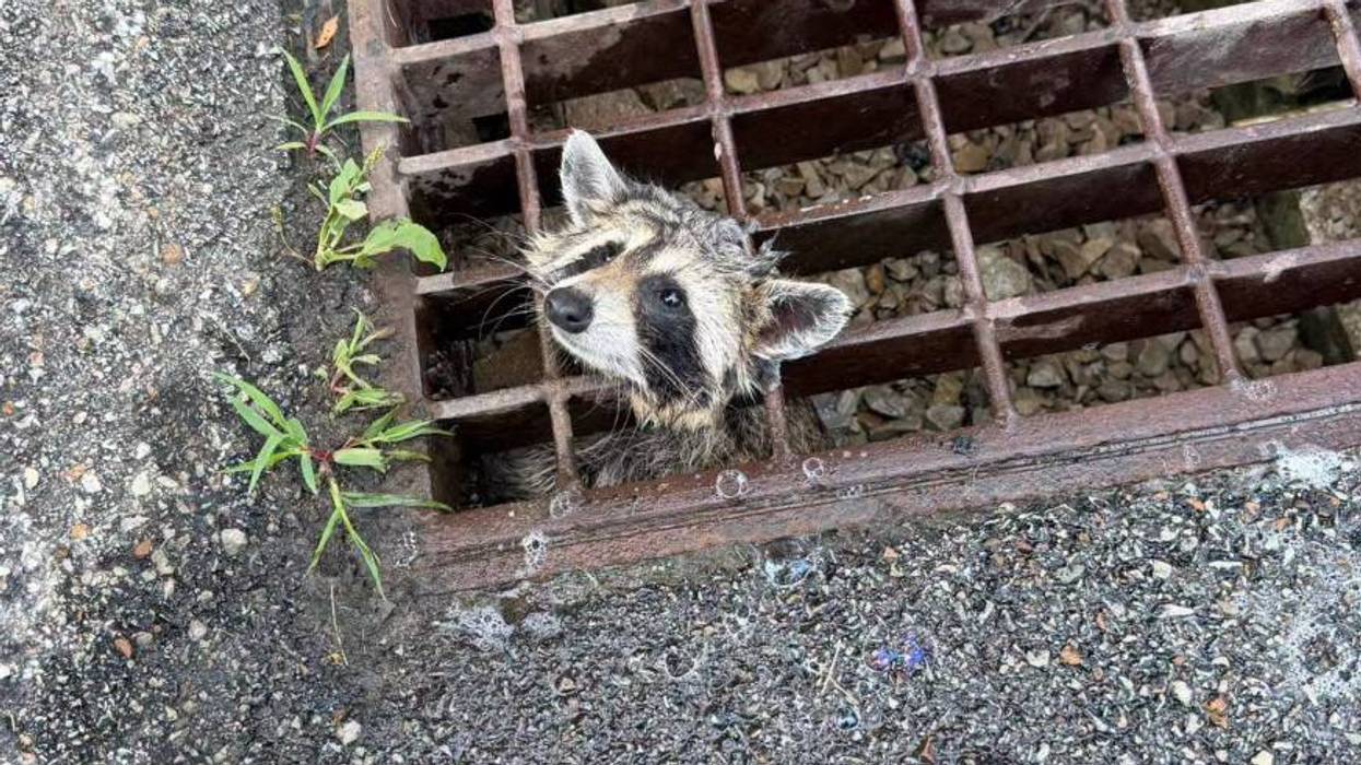 Jaws of Life Save raccoon from grate in Rostraver