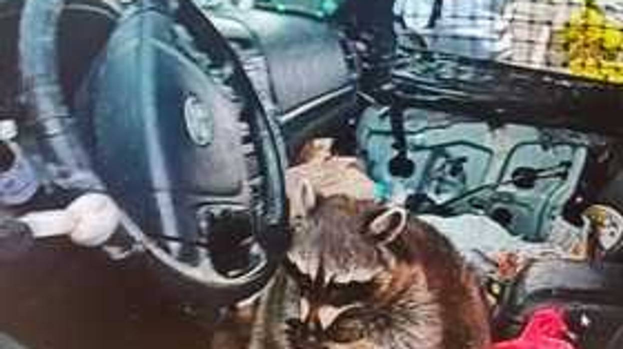 raccoon with meth in vehicle