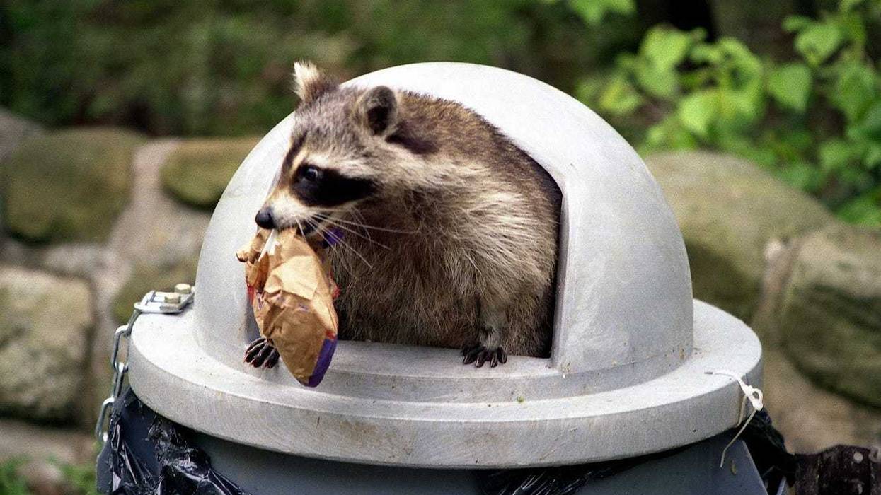 Raccoon
