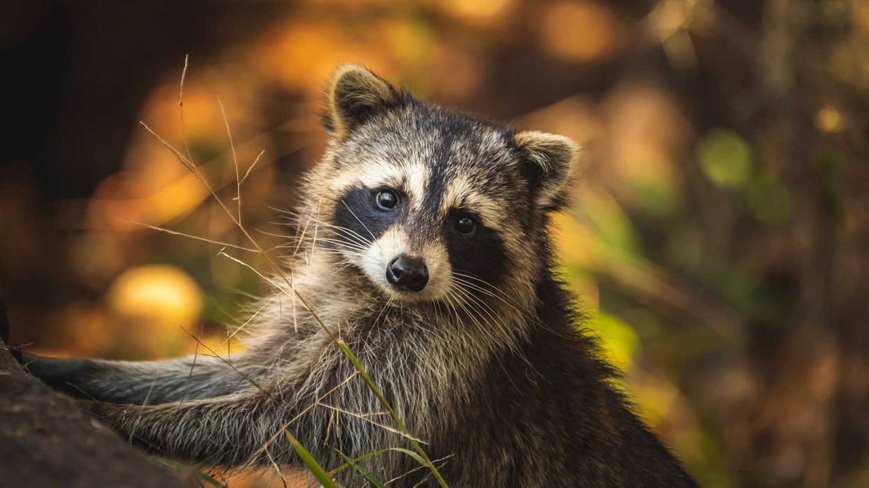 raccoon