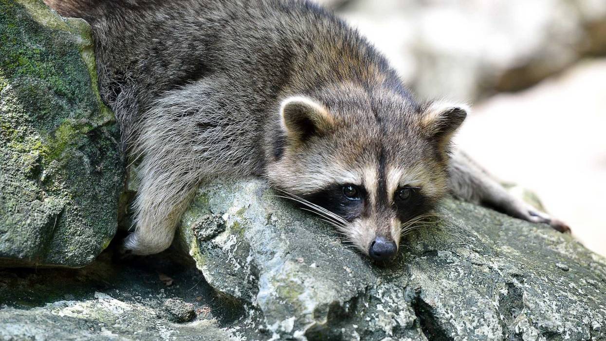 Raccoon.