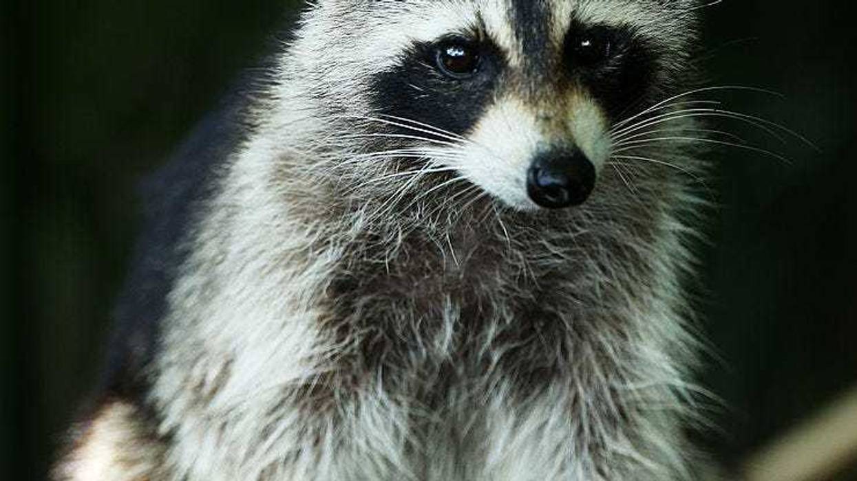 Raccoon