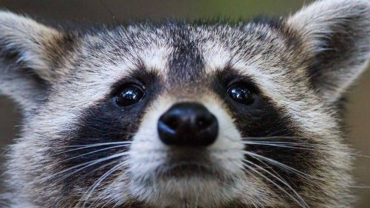 raccoon
