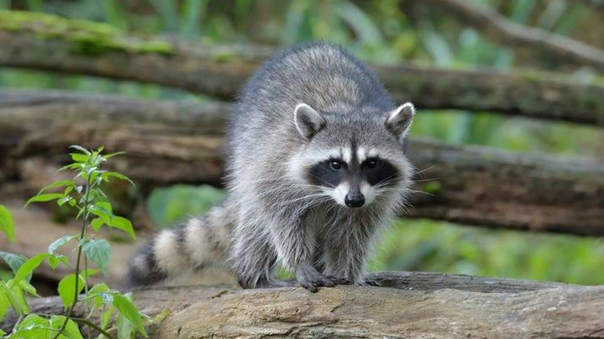 Raccoon