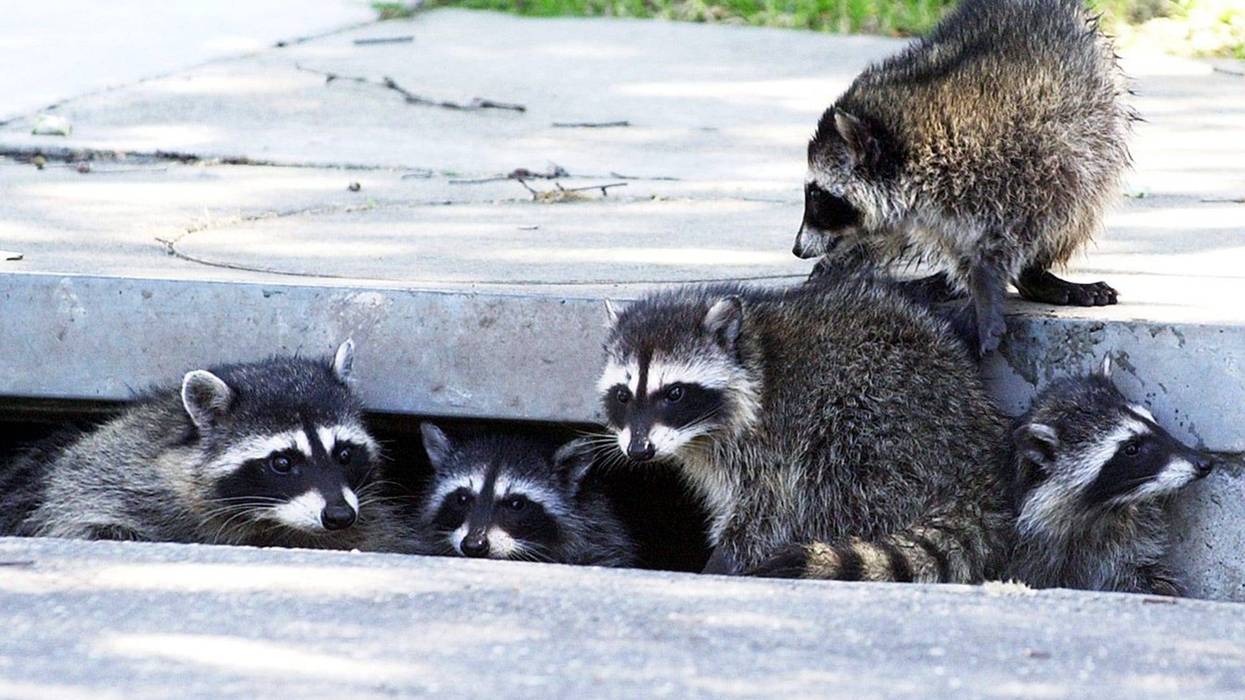 raccoons