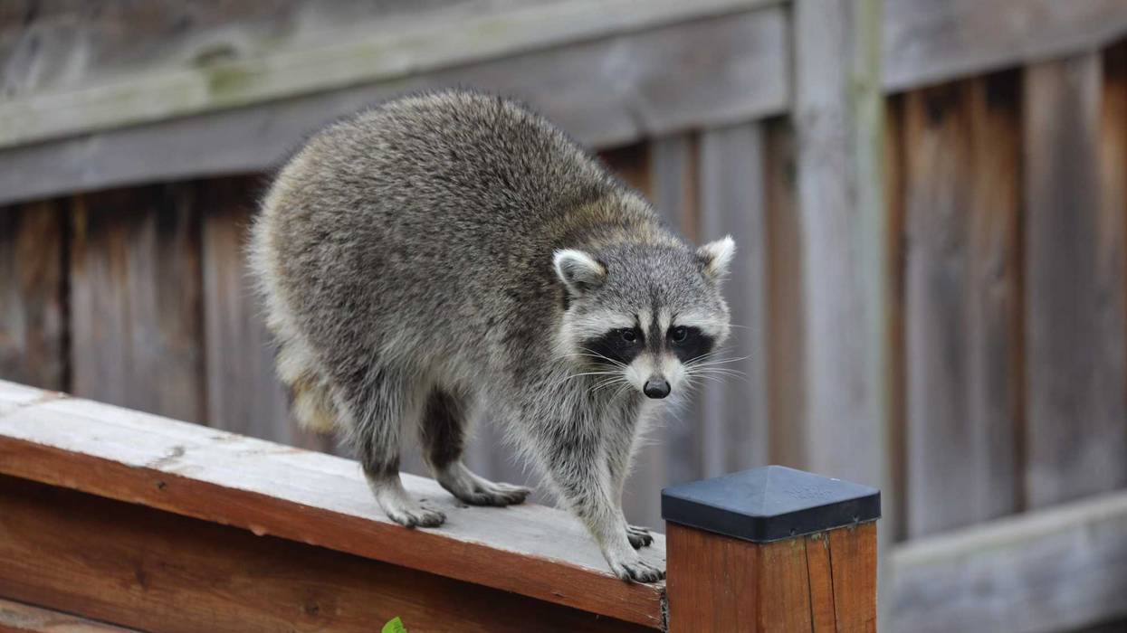 Racoon