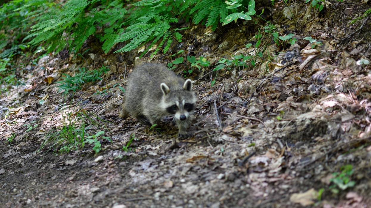 Racoon