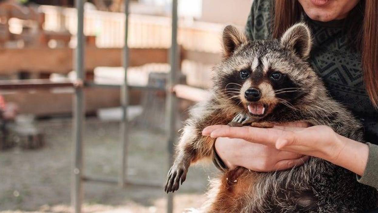 racoon