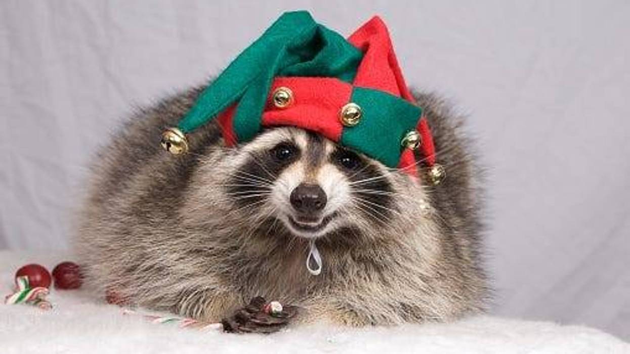 racoon