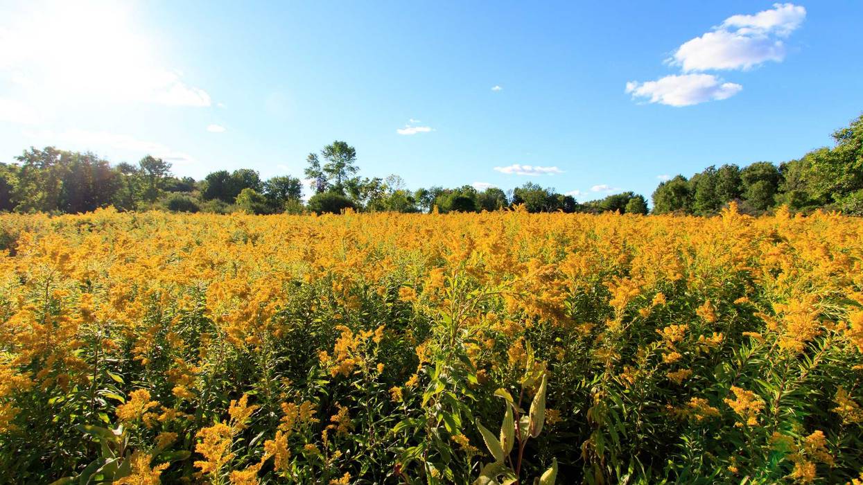 Ragweed, one of the main culprits of fall allergies, are in full bloom and dropping pollen all through the air in September.