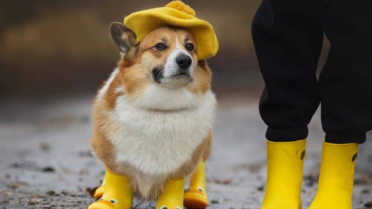 Rain and 60s this weekend; freeze comes Monday