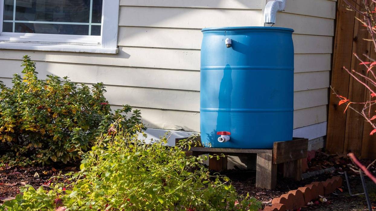 Rain barrel on gutter for garden - stock photo