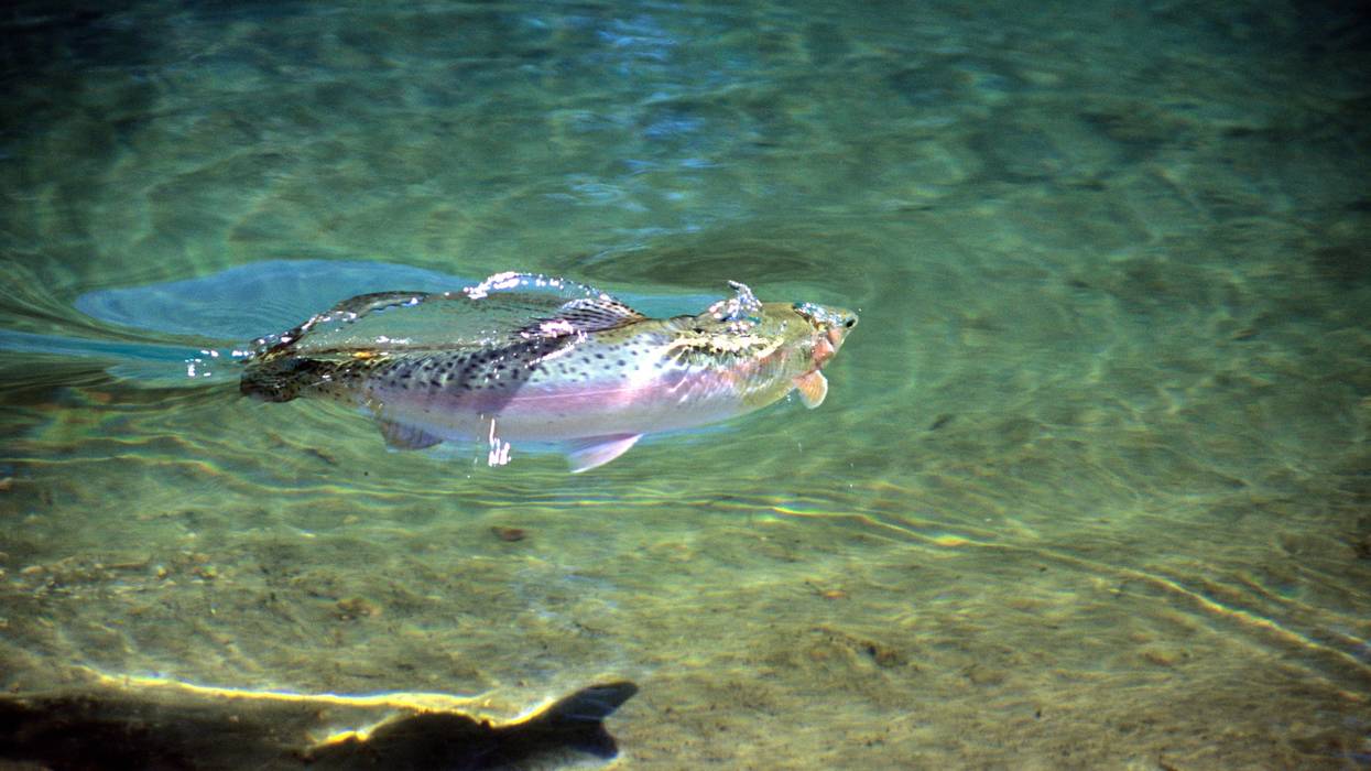 Rainbow Trout swimming in water