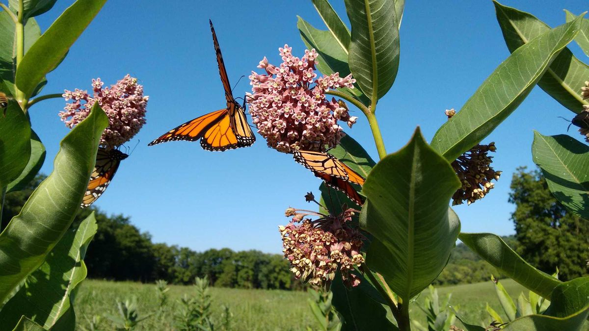 Rainy weather is helping Monarch Butterflies which are struggling with habitat