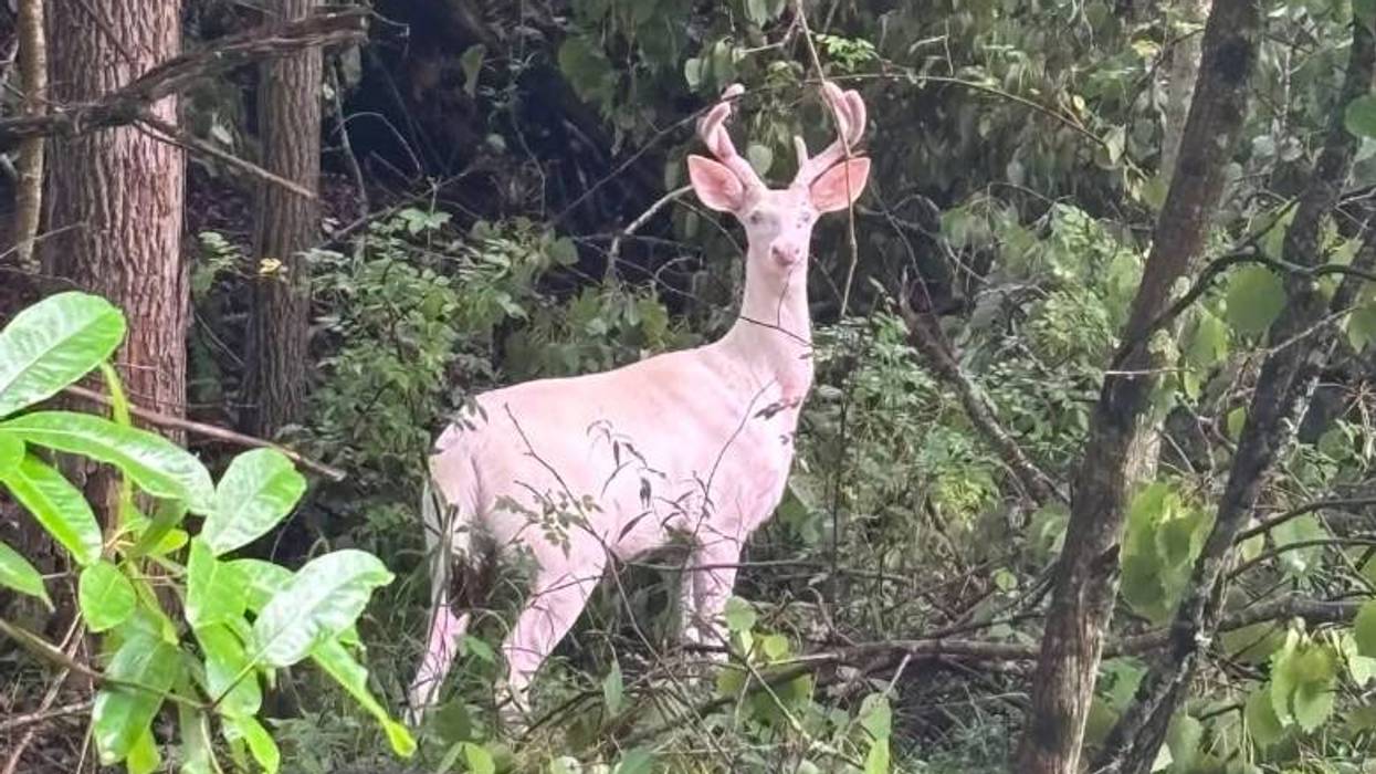 Rare albino deer spotted in Southwestern PA woods